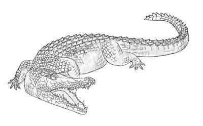 Alligator, Reptile, Amphibian, Predator, Swamp Drawing