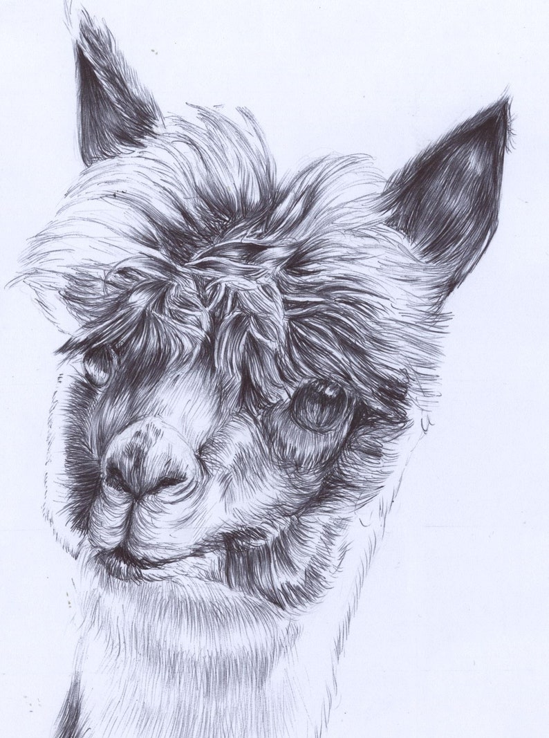 Alpaca Drawing Amazing Sketch