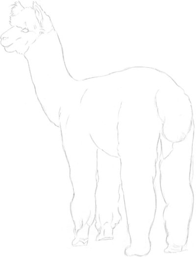 Alpaca, Friendly, Cuddly, Wooly, Grazing Drawing