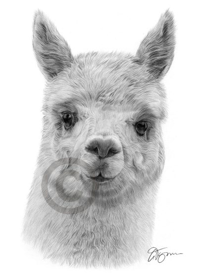 Alpaca, Livestock, Domesticated, Fiber, Andes Drawing