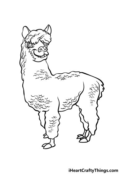 Alpaca, Friendly, Cuddly, Wooly, Grazing Drawing