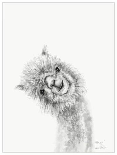 Alpaca, Friendly, Cuddly, Wooly, Grazing Drawing