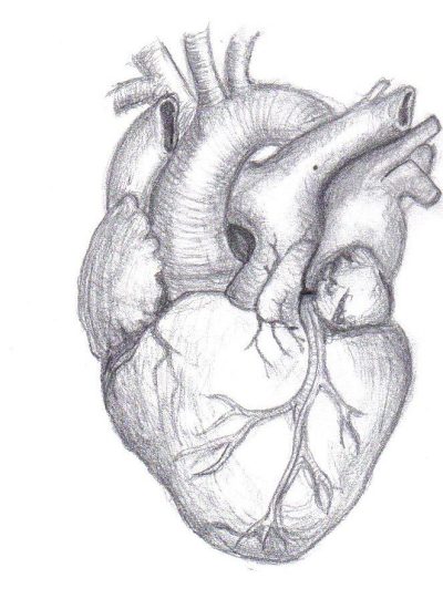 Anatomy Heart, Heart Function, Cardiovascular System, Heart Structure, Blood Circulation Drawing