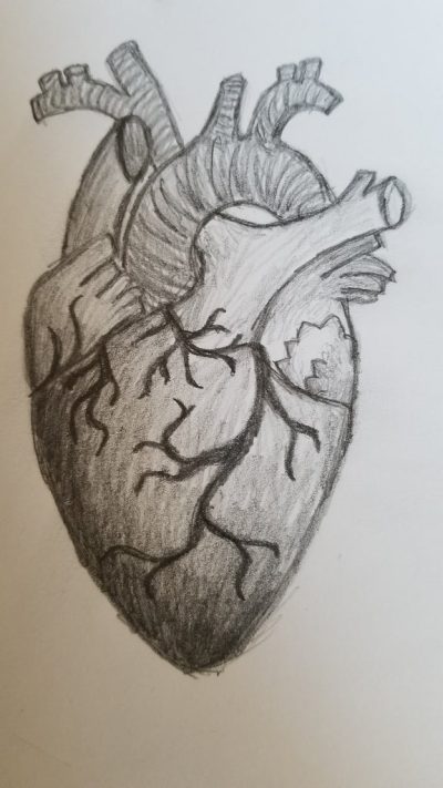 Anatomical Heart, Organs, Structure, Function, Circulatory System Drawing