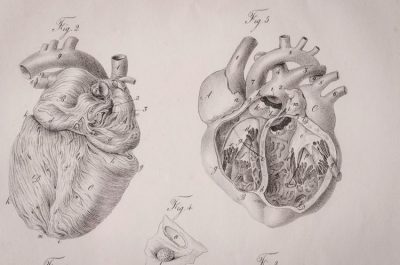 Anatomical Heart, Detailed Structure, Artistic Representation, Human Anatomy, Realistic Design Drawing