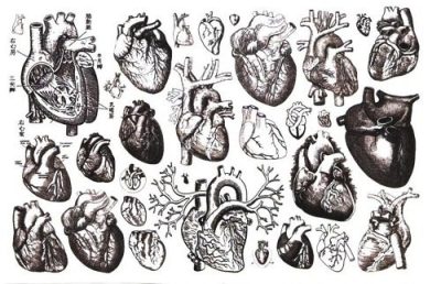 Anatomy Heart, Circulatory System, Heart Function, Cardiac Structure, Blood Flow Drawing