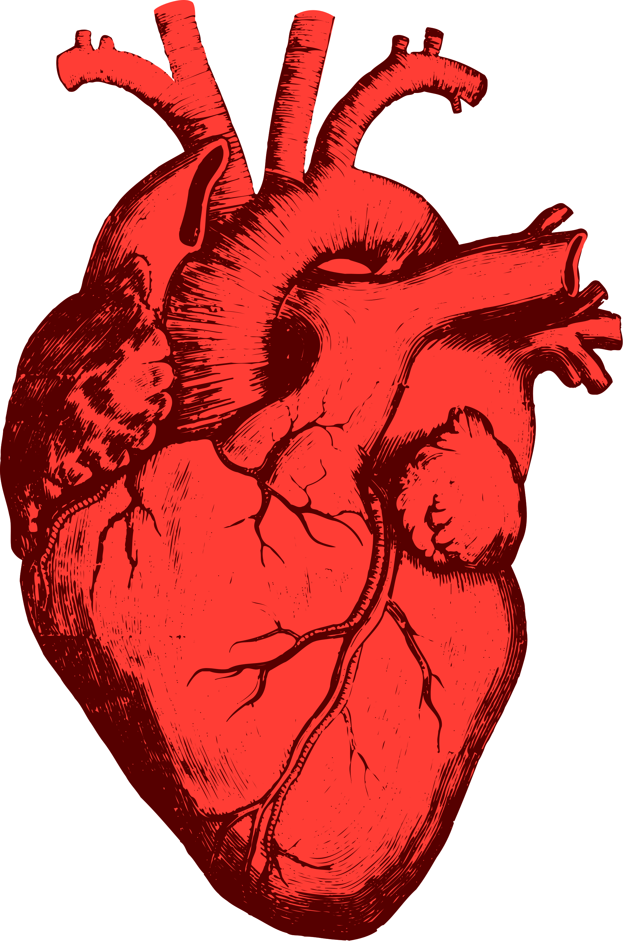 Anatomical Heart Drawing Art