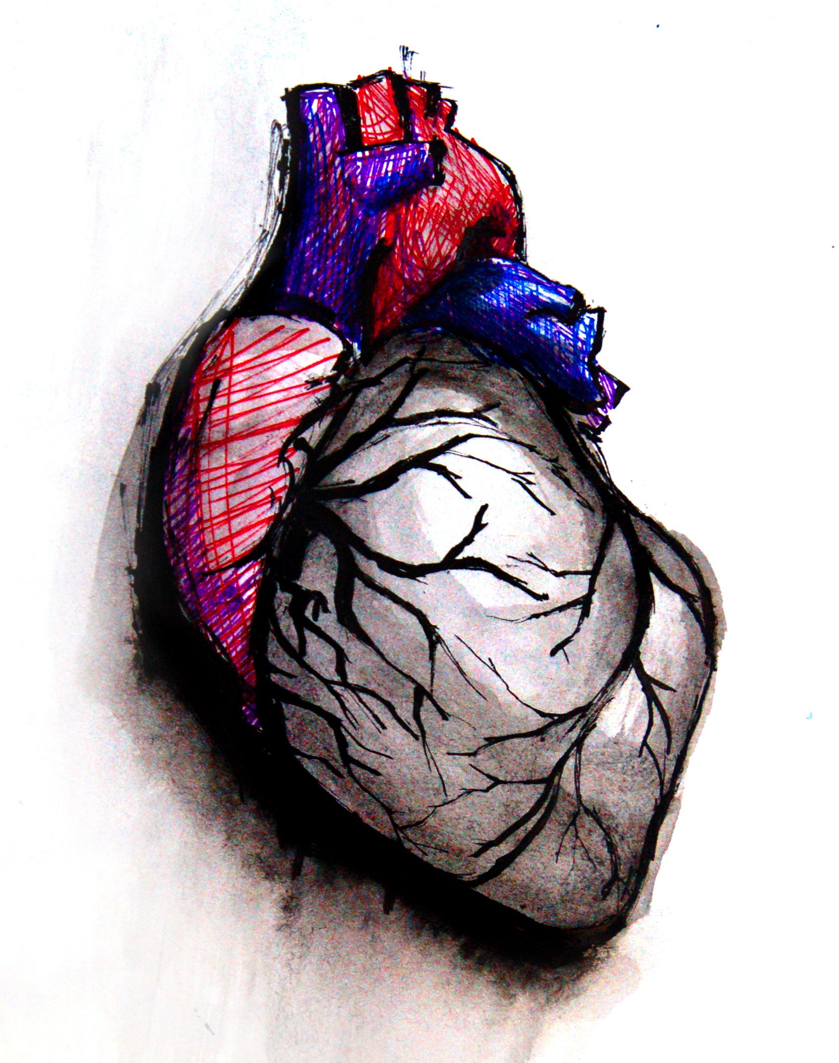 Anatomical Heart Drawing Creative Style