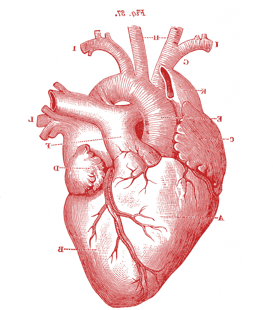 Anatomical Heart Drawing Hand Drawn