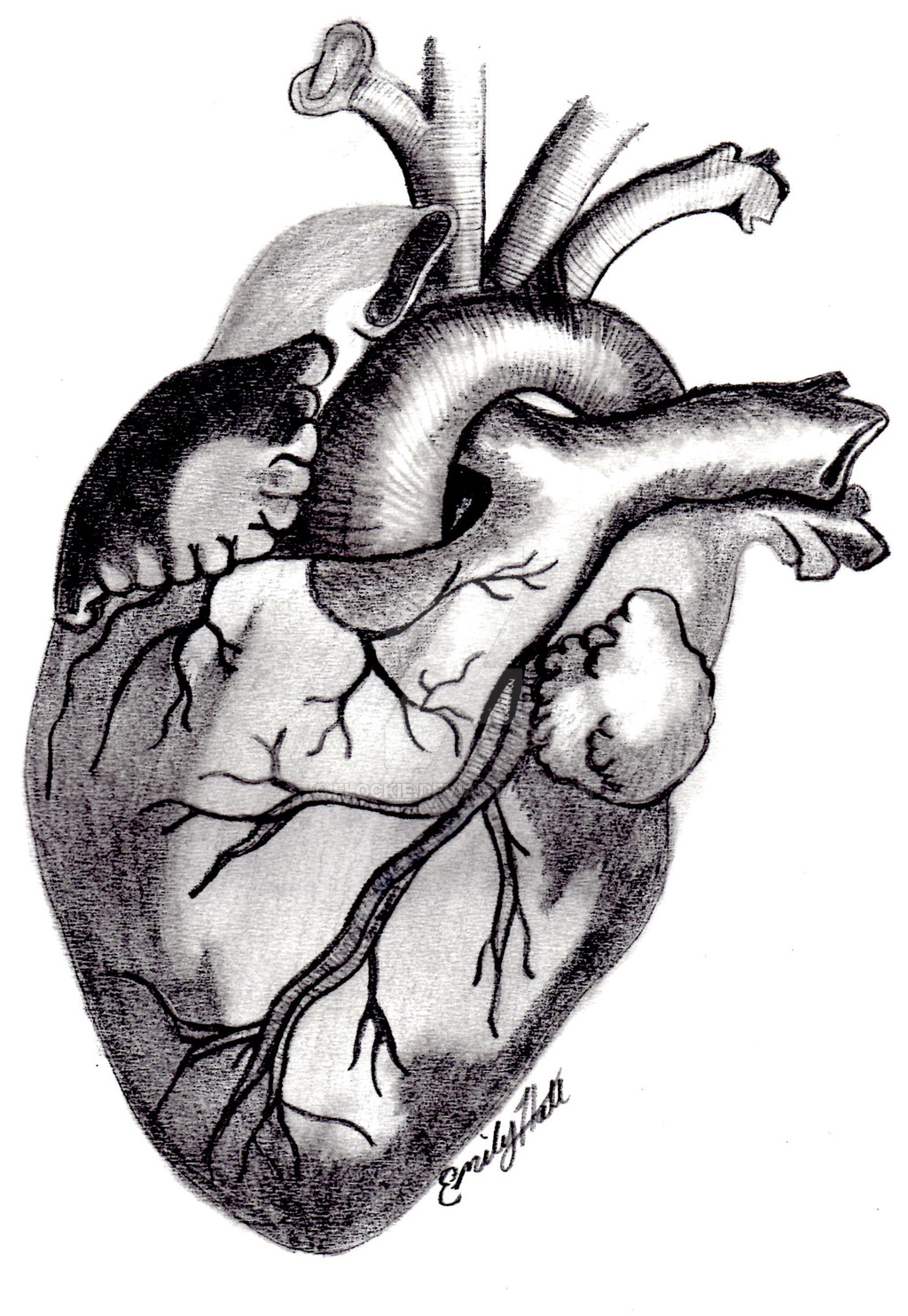 Anatomical Heart Drawing Image