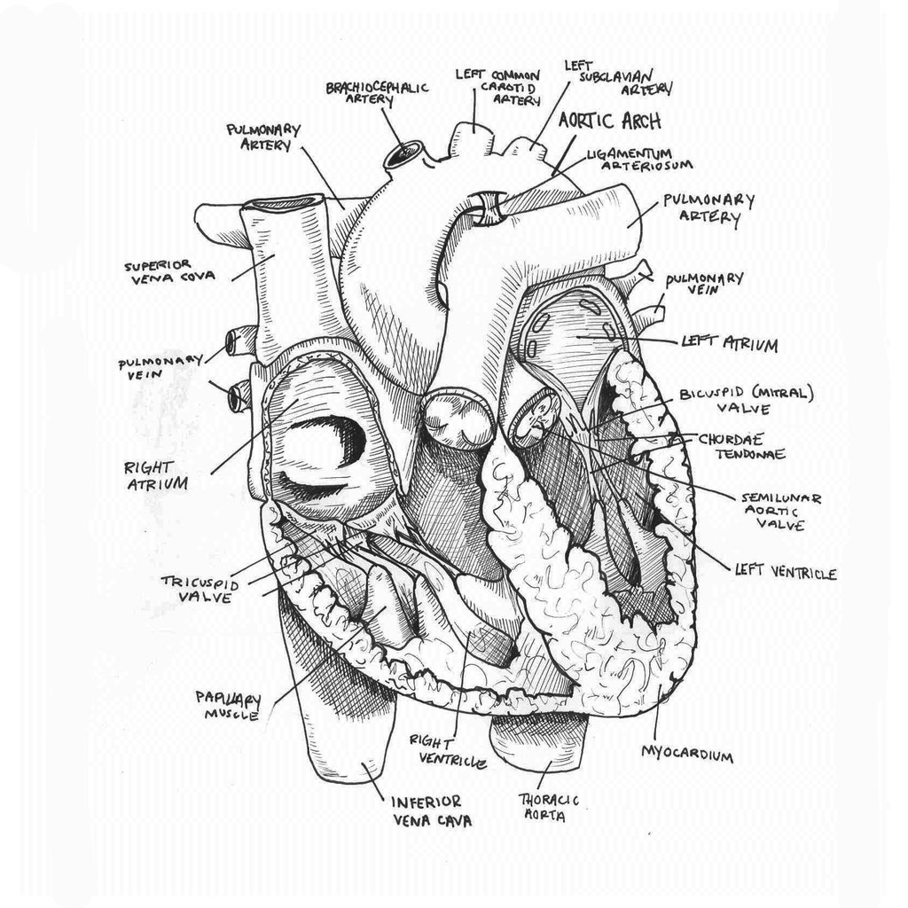Anatomical Heart Drawing Intricate Artwork