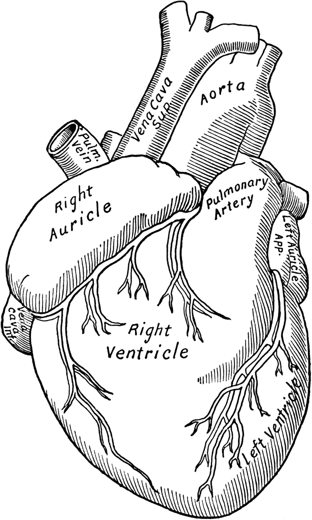 Anatomical Heart Drawing Photo