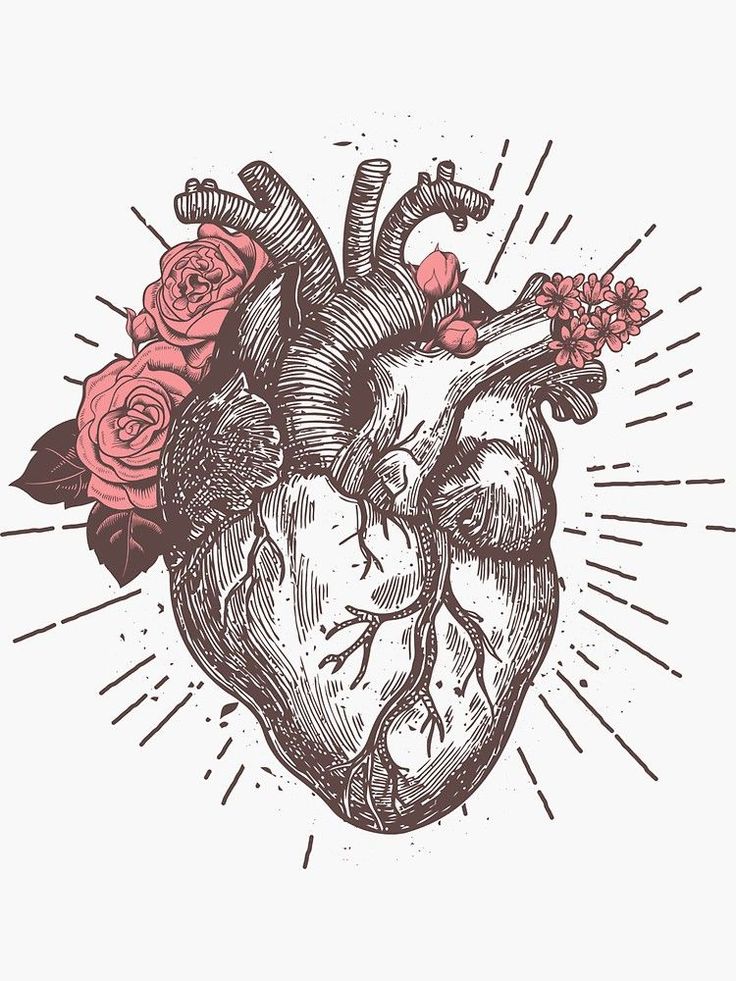 Anatomical Heart Drawing Picture