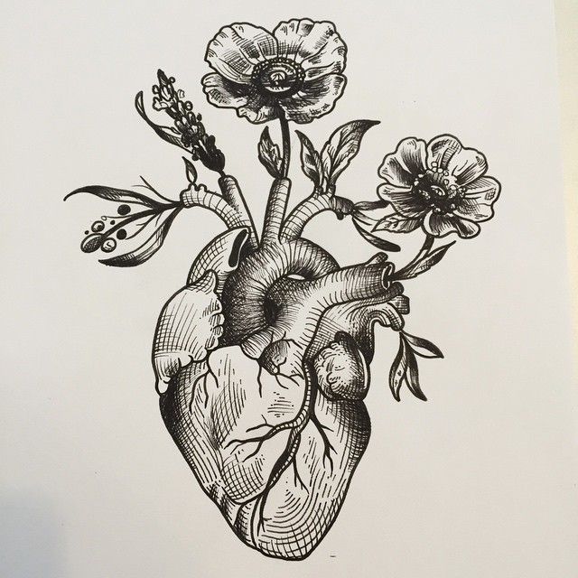 Anatomical Heart Drawing Sketch