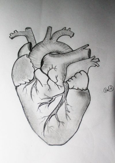 Anatomy Heart, Cardiac Structure, Blood Flow, Circulatory System, Heart Function Drawing