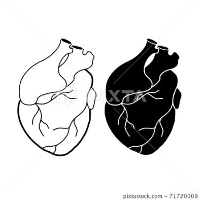 Anatomy Heart, Cardiac Structure, Vascular System, Heart Function, Blood Circulation Drawing