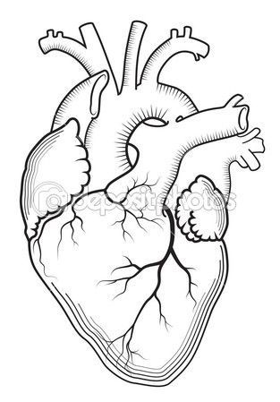 Anatomical Heart, Organs, Structure, Function, Circulatory System Drawing