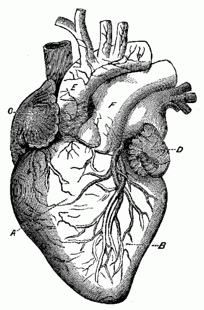 Anatomical Heart, Organs, Structure, Function, Circulatory System Drawing