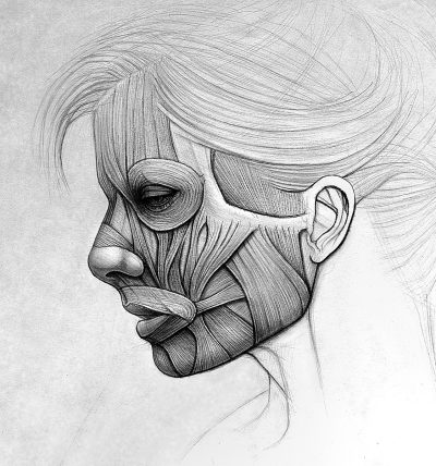 Facial Anatomy, Structure, Function, Proportions, Features Drawing