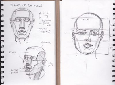 Facial Anatomy, Structure, Function, Proportions, Features Drawing