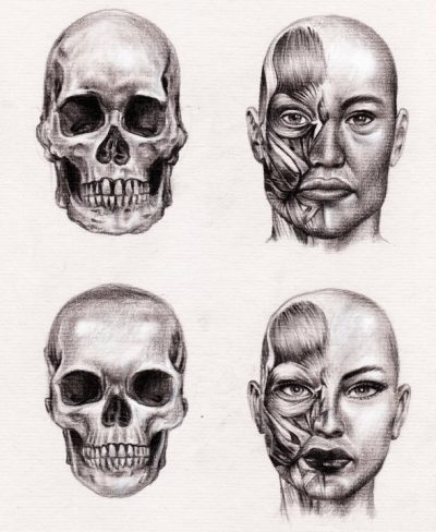 Facial Anatomy, Proportions, Functions, Features, Structure Drawing