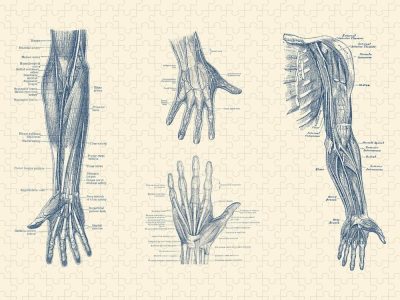 Anatomy Hand, Nerve Pathways, Joint Mechanics, Bone Structure, Muscle Function Drawing