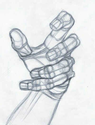 Anatomy Hand, Joint Articulations, Palmar Features, Finger Phalanges, Musculoskeletal Structure Drawing