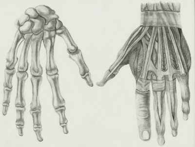 Anatomy Hand, Joint Articulations, Palmar Features, Finger Phalanges, Musculoskeletal Structure Drawing