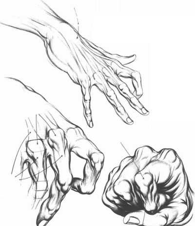 Anatomy Hand, Nerve Pathways, Joint Mechanics, Bone Structure, Muscle Function Drawing