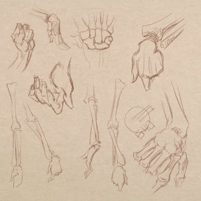 Anatomy Hand, Nerve Pathways, Joint Mechanics, Bone Structure, Muscle Function Drawing