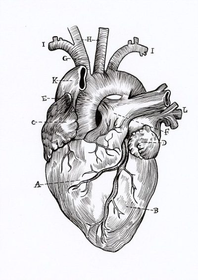 Anatomy Heart, Blood Flow, Cardiac Structure, Vascular System, Heart Function Drawing