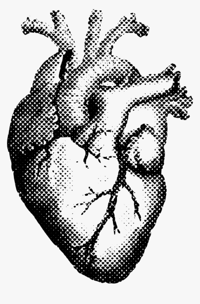 Anatomy Heart, Circulatory System, Valve Function, Cardiac Structure, Blood Flow Drawing