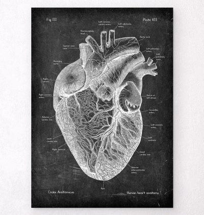 Anatomy Heart, Atria, Cardiovascular Structure, Ventricles, Blood Circulation Drawing