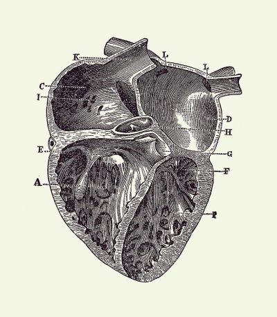 Anatomy Heart, Blood Flow, Cardiac Structure, Vascular System, Heart Function Drawing