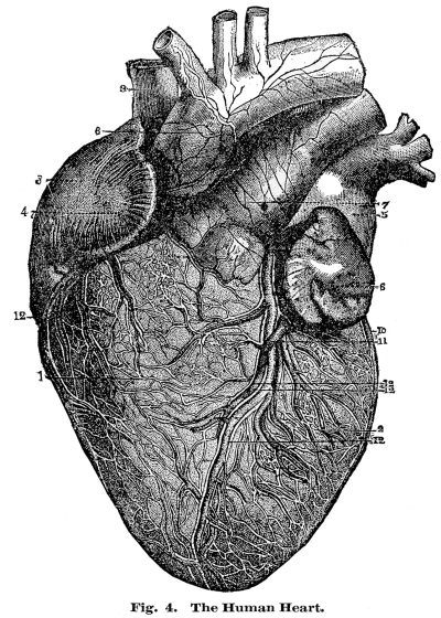 Anatomy Heart, Heart Function, Cardiovascular System, Heart Structure, Blood Circulation Drawing