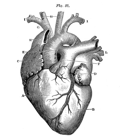 Anatomy Heart, Circulatory System, Heart Function, Cardiac Structure, Blood Flow Drawing