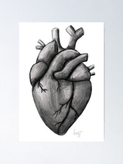 Anatomy Heart, Cardiac Structure, Vascular System, Heart Function, Blood Circulation Drawing