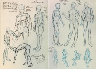 Anatomy, Composition, Function, Structure, Organization Drawing