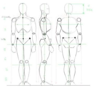 Anatomy, Composition, Function, Structure, Organization Drawing