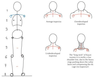 Anatomy Practice, Body Structure, Human Physiology, Medical Dissection, Biological Systems Drawing