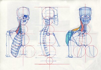 Anatomy Reference, Human Structure, Physiological Details, Biological Systems, Medical Illustrations Drawing