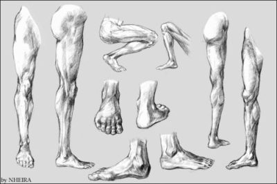 Anatomy Reference, Biological Systems, Anatomical Terminology, Human Structure, Physiological Composition Drawing