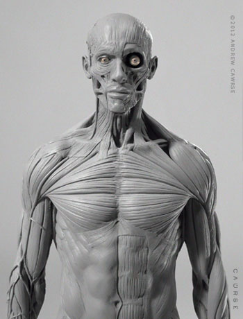 Anatomy Reference, Body Structure, Physiological Components, Biological Systems, Anatomical Terminology Drawing