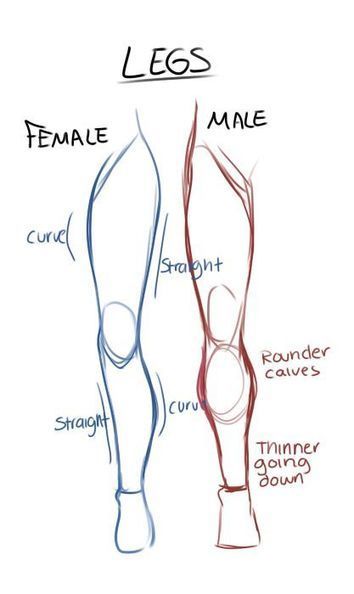 Anatomy, Function, Structure, Physiology, Organization Drawing