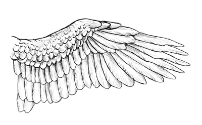 Angel Wings, Divine Grace, Heavenly Embrace, Ethereal Beauty, Celestial Feathers Drawing