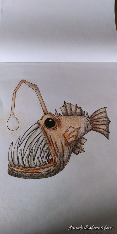 Angler Fish, Bioluminescence, Unique Adaptation, Deep Sea, Predator Drawing