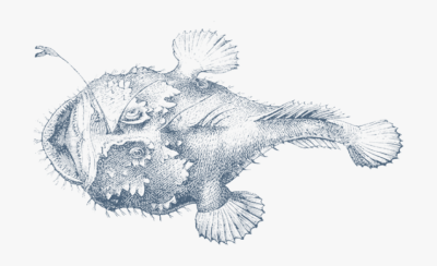 Fish, Species, Habitat, Aquatic, Marine Drawing