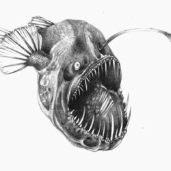 Angler Fish Drawing Amazing Sketch