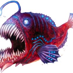 Angler Fish Drawing Artistic Sketching