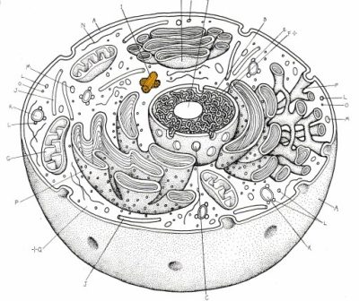 Animal Cell, Cytoplasm, Eukaryotic Structure, Nucleus, Membrane-Bound Organelles Drawing